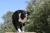 BORDER COLLIE 092